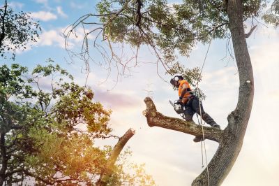 Arborist Tree Service detail