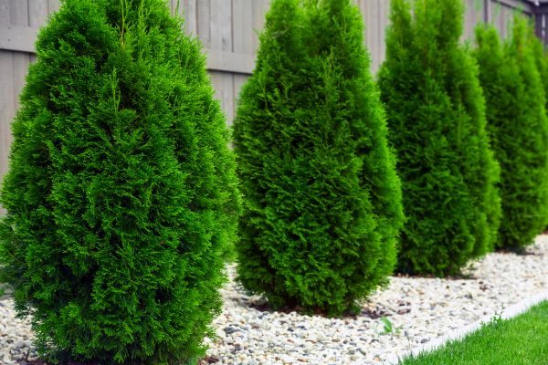 Arborvitae Planting in Bremerton