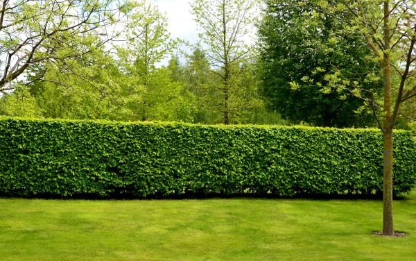 Hedge Planting in Bremerton