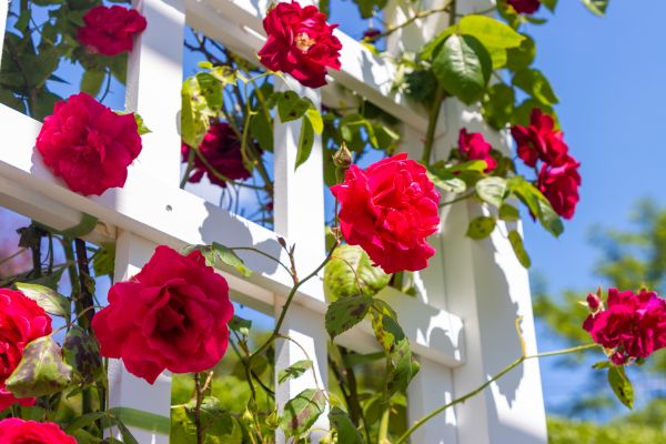 Home Gardening Service in Bremerton
