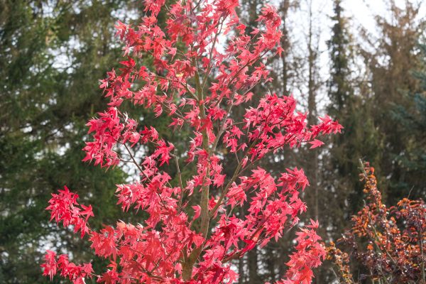 Japanese Maple Planting in Bremerton