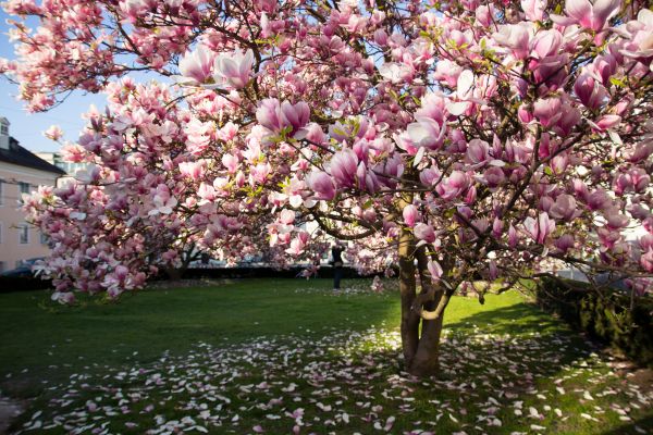 Magnolia Tree Planting in Bremerton