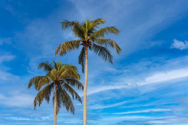 Palm Tree Planting in Bremerton