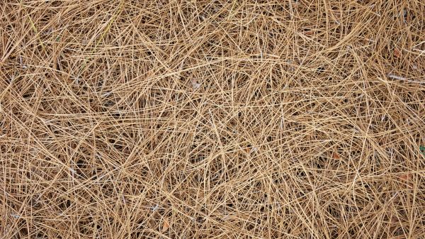 Pine Needles Delivery in Bremerton