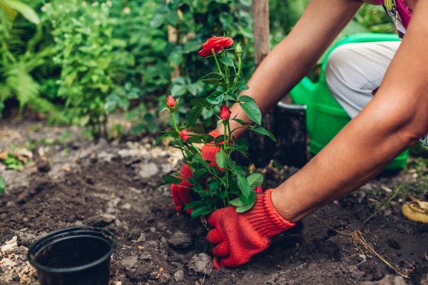 Planting Service in Bremerton