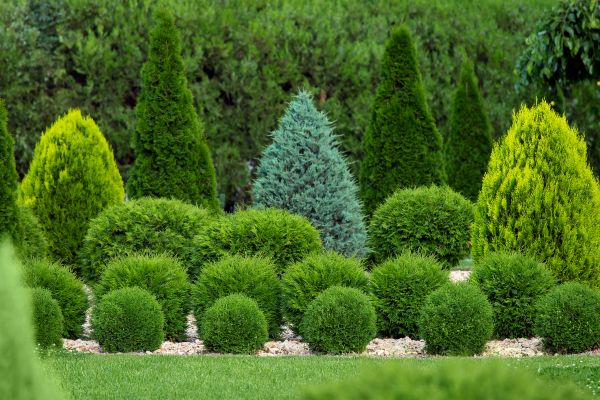 Shrub Replacement in Bremerton
