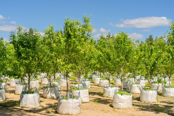 Tree Planting Service in Bremerton