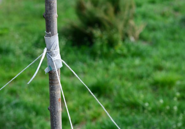 Tree Staking Service in Bremerton