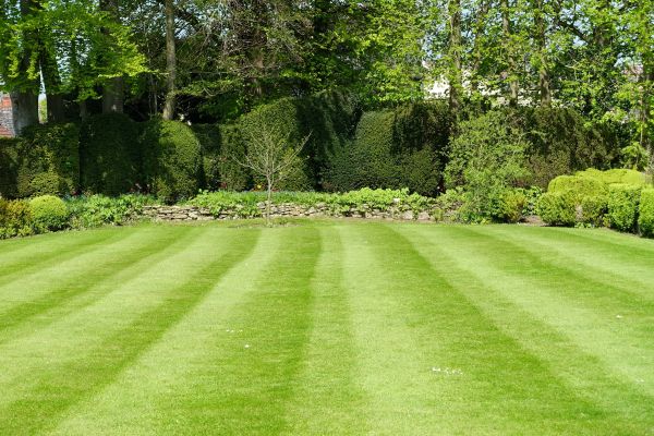 Lawn Renovation in Bremerton