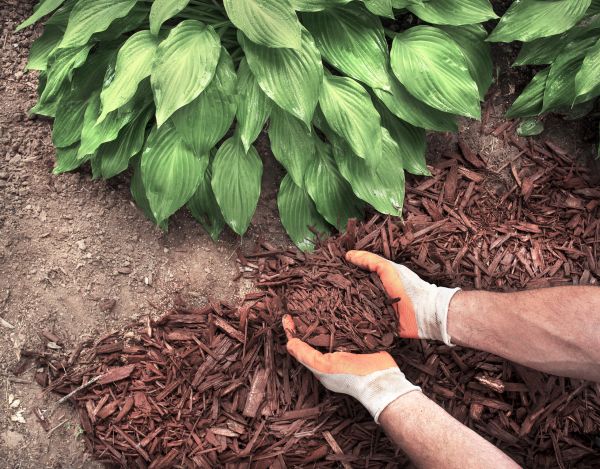 Shredded Mulch Service in Bremerton