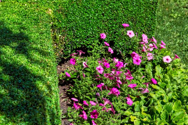 Softscaping Service in Bremerton