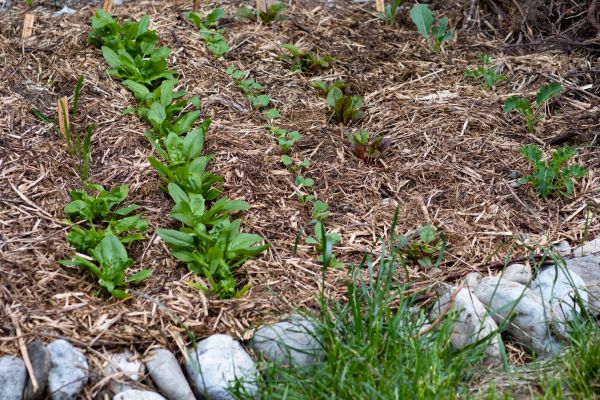 Mulch Service in Bremerton
