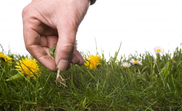 Lawn Weeding in Bremerton
