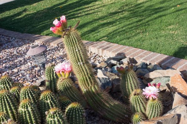 Desert Landscaping in Bremerton