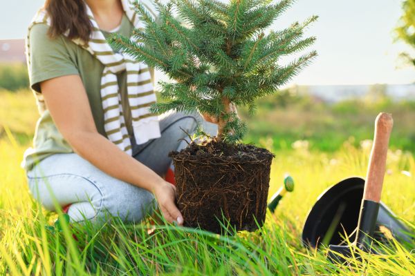 Spruce Tree Planting in Bremerton