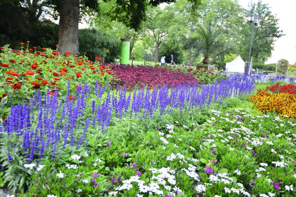 Perennials Planting in Bremerton