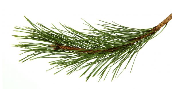 Pine Needles Installation in Bremerton