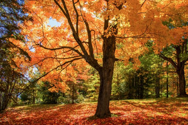 Maple Tree Planting in Bremerton