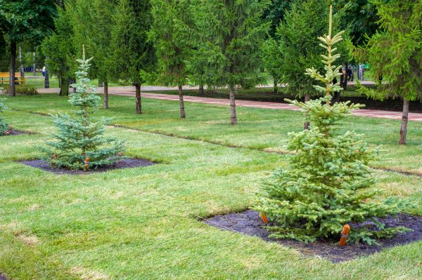 Privacy Trees Planting in Bremerton