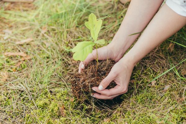 Oak Tree Planting in Bremerton
