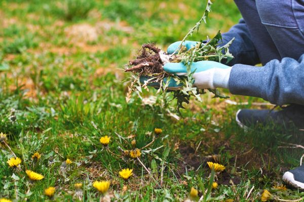 Flower Bed Clearing in Bremerton