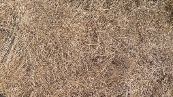 Pine Straw Replacement in Bremerton