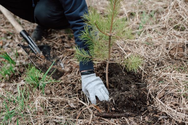 Pine Tree Planting in Bremerton