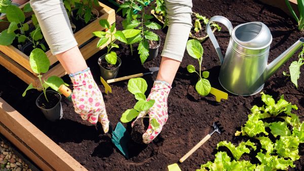 Garden Bed Installation in Bremerton