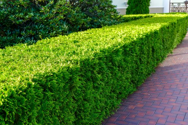 Hedge Installation in Bremerton