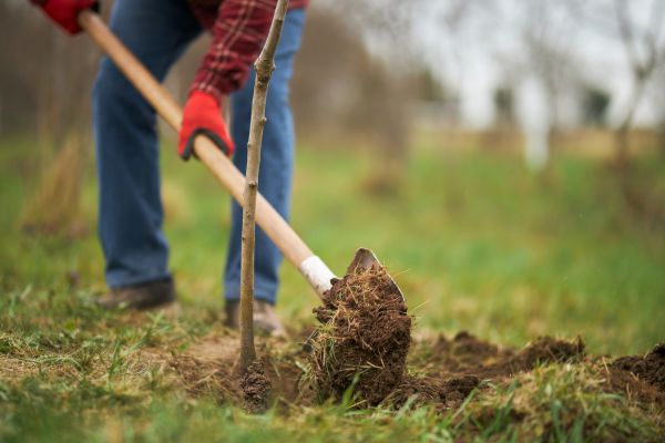 Trees Planting in Bremerton