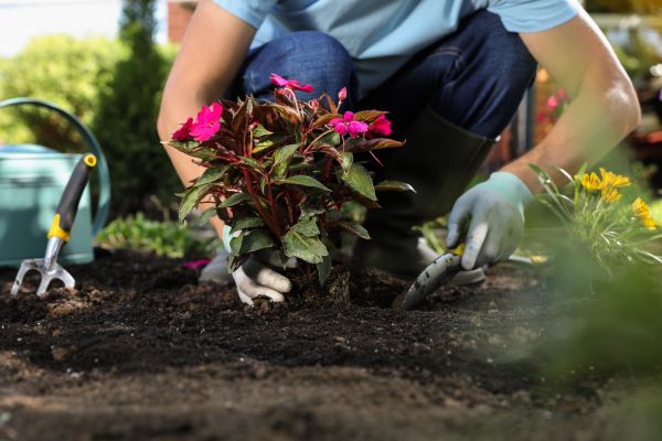 Plant Replacement in Bremerton