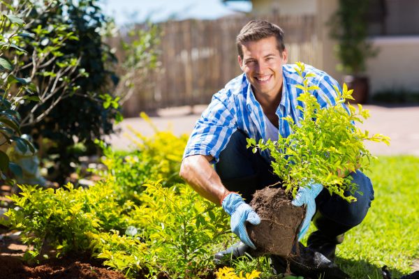 Shrub Landscaping in Bremerton