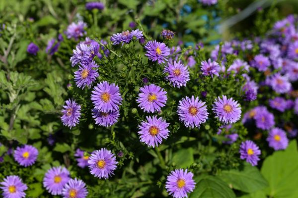 Perennial Flower Planting in Bremerton