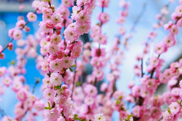 Japanese Cherry Tree Planting in Bremerton