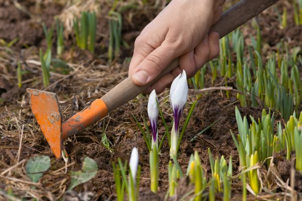 Flower Garden Weeding in Bremerton
