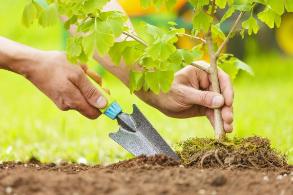 Fruit Tree Planting in Bremerton