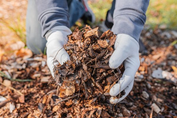Shredded Mulch Installation in Bremerton