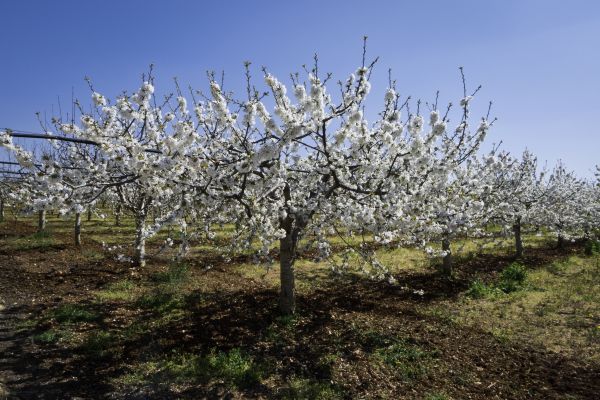 Orchard Planting in Bremerton