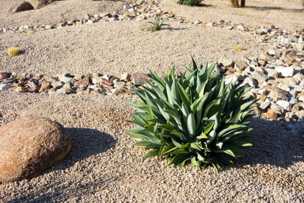 Xeriscaping Service in Bremerton
