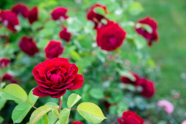 Rose Planting in Bremerton