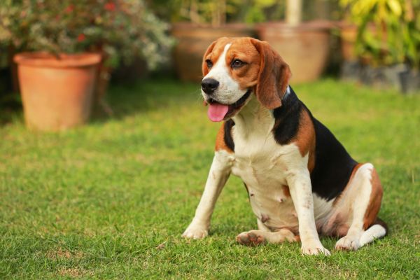 Dog Friendly Landscaping in Bremerton