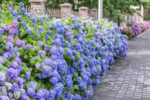 Hydrangea Landscaping in Bremerton