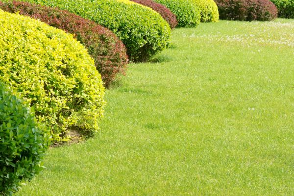 Shrubbery Planting in Bremerton