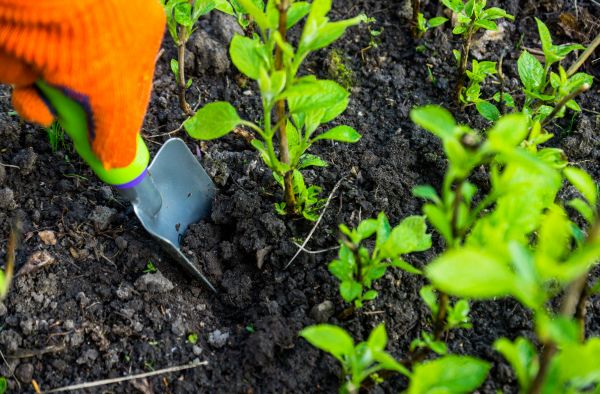 Hydrangea Planting in Bremerton