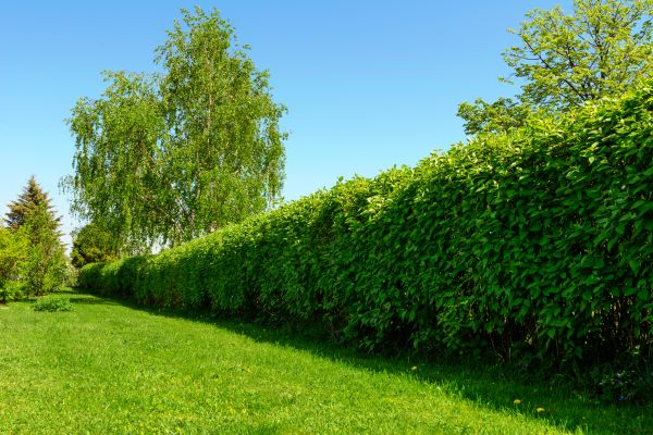 Hedge Replacement in Bremerton