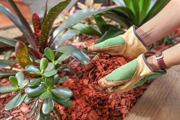 Cedar Mulch Installation in Bremerton