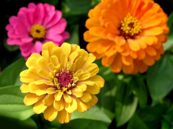 Zinnia Planting in Bremerton