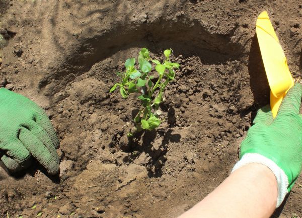 Rose Bush Planting in Bremerton