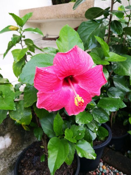 Hibiscus Planting in Bremerton