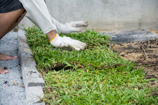 Ground Cover Planting in Bremerton